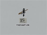藏品(膜翅目(蜂))的圖片